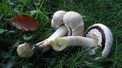 476380448_Agaricus_xanthodermus__20221125_.thumb.JPG.f5a91ca8e791263f281d06c7a989d505.JPG