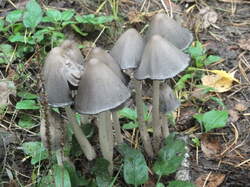 Навозник серый (Coprinopsis atramentaria).jpg