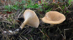 Clitocybe_gibba_AWP_20221209.thumb.jpg.76a2d454ed87d41e020749943e0e76ce.jpg