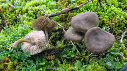 Entoloma_sericeum_AWP_20221229.thumb.JPG.2821348a6c64f98449fb8c08d8063a0f.JPG