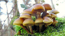 Galerina_marginata_AWP_20221225.thumb.JPG.a4d738e15dea48c1d01c354897323dde.JPG