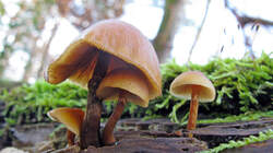 Galerina_marginata_AWP_20221225_.thumb.JPG.54741040187004b0e2c6909fd1086b0b.JPG