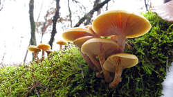 Gymnopilus_penetrans_sp_.thumb.JPG.2f8ee879643415c88ceb5bec7198480d.JPG