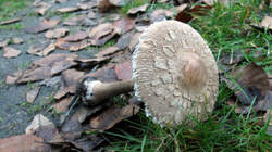 Macrolepiota_mastoidea_AWP_20221203.thumb.JPG.18450f74b208f1191c35755dadbad37d.JPG