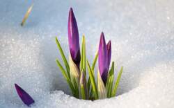 Nature___Seasons___Spring____Spring_flowers_in_the_snow_070708_.thumb.jpg.e28a10ade9e5c2fd0f424978e84a0b3d.jpg