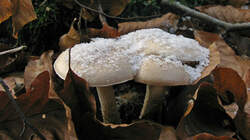 Pholiota_lenta_AWP_20221213.thumb.JPG.cb1e98c62c4855abc9ab27647544bf08.JPG