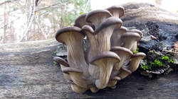 Pleurotus_ostreatus_2_AWP_20221127.thumb.JPG.e95e4c44a1d4c81a49905b4e2267ece3.JPG