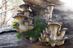 Pleurotus_ostreatus_3_AWP_20221127.thumb.JPG.9ccb84456ba9be7e6ad265cc86e5b1f8.JPG