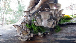 Pleurotus_ostreatus_5_AWP_20221127.thumb.JPG.c0251e8dd882d5ac2e75df0baf988d66.JPG