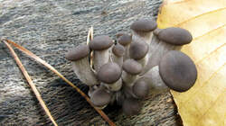 Pleurotus_ostreatus_7_AWP_20221127.thumb.JPG.f112231b938f52b45d5430a918187b93.JPG