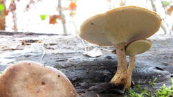 Polyporus_brumalis_AWP_20221206.thumb.JPG.b53289a0b1fb69dcdf1d55116c07538f.JPG