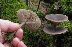 Pseudoclitocybe_cyathiformis_AWP_20221206.thumb.JPG.72dbb89b80f2026c7d498cdb39a0e0de.JPG