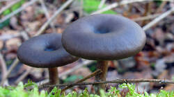 Pseudoclitocybe_cyathiformis_AWP_20221225.thumb.JPG.bc1ba3b528daa3b27251e31626881076.JPG