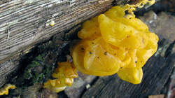 Tremella_mesenterica_AWP_20221227.thumb.JPG.e8dc9e6be4f45a93d4c30a9ad66610dc.JPG