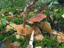 Cortinarius_sp1_MVK_20071027-02.jpg