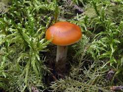 Cortinarius_sp1_MVK_20140906-01.JPG