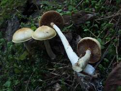 Cortinarius_sp1_MVK_20140920-04.JPG