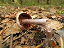 Cortinarius_sp_MVK_20090913-02.jpg