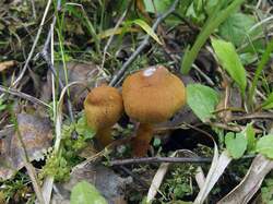 Cortinarius_sp_MVK_20160710-01.JPG