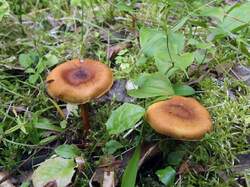 Cortinarius_sp_MVK_20160710-05.JPG