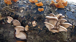 Stereum_hirsutum_(Pleurotus_ostreatus_AWP_20230130.thumb.JPG.2c3d2da33f3536742641fe9960f63952.JPG