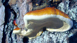 Fomitopsis_pinicola_AWP_20230206.thumb.JPG.49c8875c12737316d87753a33c4c5c8d.JPG