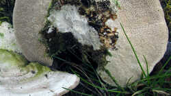 Trametes_gibbosa_AWP_20230224_.thumb.JPG.0a35a05241cc1df8413b2523bf9e985d.JPG