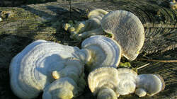 Trametes_hirsuta.thumb.JPG.65c60e57171dad02dee03d8342b5aac5.JPG