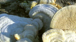 Trametes_hirsuta.thumb.JPG.fa62f2c897333ff4f412c9da26eaca39.JPG