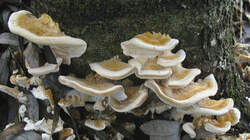 Trametes_versicolor_AWP_20230206.thumb.JPG.5739c16a107138fb125ed156f986857e.JPG