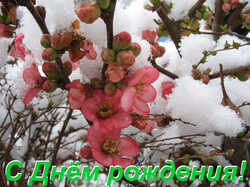 Ajwa_AWP_20130314.thumb.jpg.2bac2add8be1fb035f8d221f047a2bb3.jpg