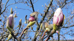 Magnolia_AWP_20230303.thumb.JPG.d0373cc1b3ca3ba8bed855dc0b2d8f76.JPG