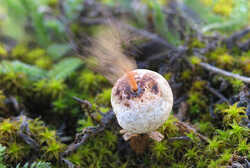 Tulostoma_brumale_AWP_20130321.thumb.jpg.d2512f0fdb66e9abaee325ac2e21b12d.jpg