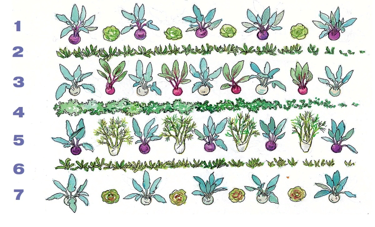 Схема посадки кольраби