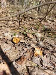 20230423_095440.thumb.jpg.a897849c61a0565057f409a827a2d23f.jpg