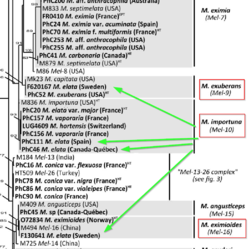 654660177_2023-04-2109_58_42-Richard-Bellanger-et-al-2014-Morchella-revision-Mycologia-online-0001.pdf-Adob.thumb.png.f4275c8f6ca30376abb453e5935333f2.png