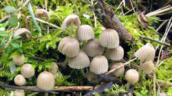 Coprinellus_disseminatus_AWP_20230326_F.thumb.JPG.cb818f31f7c9b2e9192d095a1d1d5213.JPG