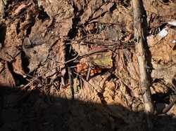 DSC04315.thumb.JPG.0ba3a86081f5ac35a43d61dad0a6cdc7.JPG