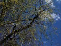 DSC04319.thumb.JPG.fb048021a400a0ed348bb1d4e9d82710.JPG