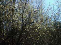 DSC04325.thumb.JPG.65bb6eef47ebb3d4687c7df3aa1b3865.JPG