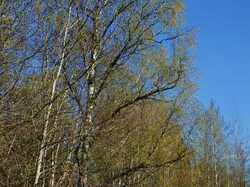 DSC04326.thumb.JPG.5c94df98c74f89125b43de0373b7dac8.JPG