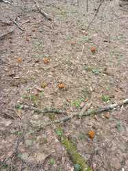 IMG-20230423-WA0016.thumb.jpg.77231181911e0730abaebf47ec4fbdbf.jpg
