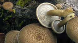 Polyporus_arcularius_2_AWP_20230413.thumb.JPG.e7ed28dca35d9675e2f07c4d22caae1e.JPG