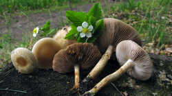 1079016582_Agrocybe_praecox_2_AWP_223508.thumb.JPG.4945147f0ffe29c62becf1774efef0f2.JPG