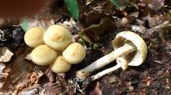 1269033157_Agrocybe_praecox_2_AWP_223510.thumb.jpg.98000e9bf738cbc2d6d6b946303027db.jpg