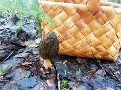 IMG-20230504-WA0015.thumb.jpg.bca9c3973a9bf73340a96ca4aa0bc508.jpg