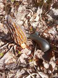 IMG-20230504-WA0017.thumb.jpg.ca3acfd2f3feb9583f7d234b54b38b1f.jpg