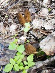 IMG-20230504-WA0018.thumb.jpg.2dcc89935f7f6a2e61a5ce3aa03012aa.jpg