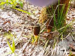 IMG-20230504-WA0042.thumb.jpg.540a9af1085a6160f8b54299a9369900.jpg