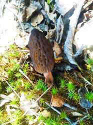 IMG-20230504-WA0065.thumb.jpg.cc1e106b755251974bb3b238b7ad8f9c.jpg